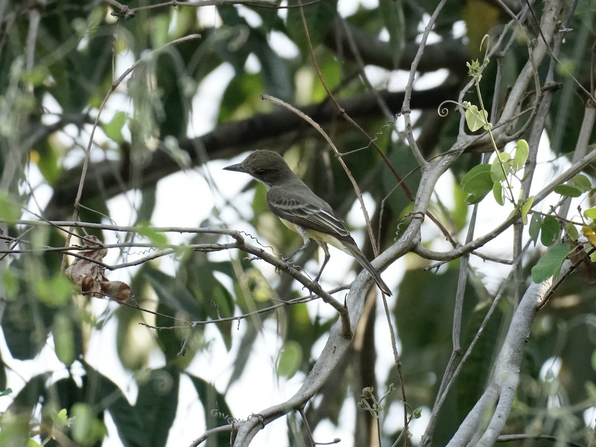 Swainson's Flycatcher - ML623670387