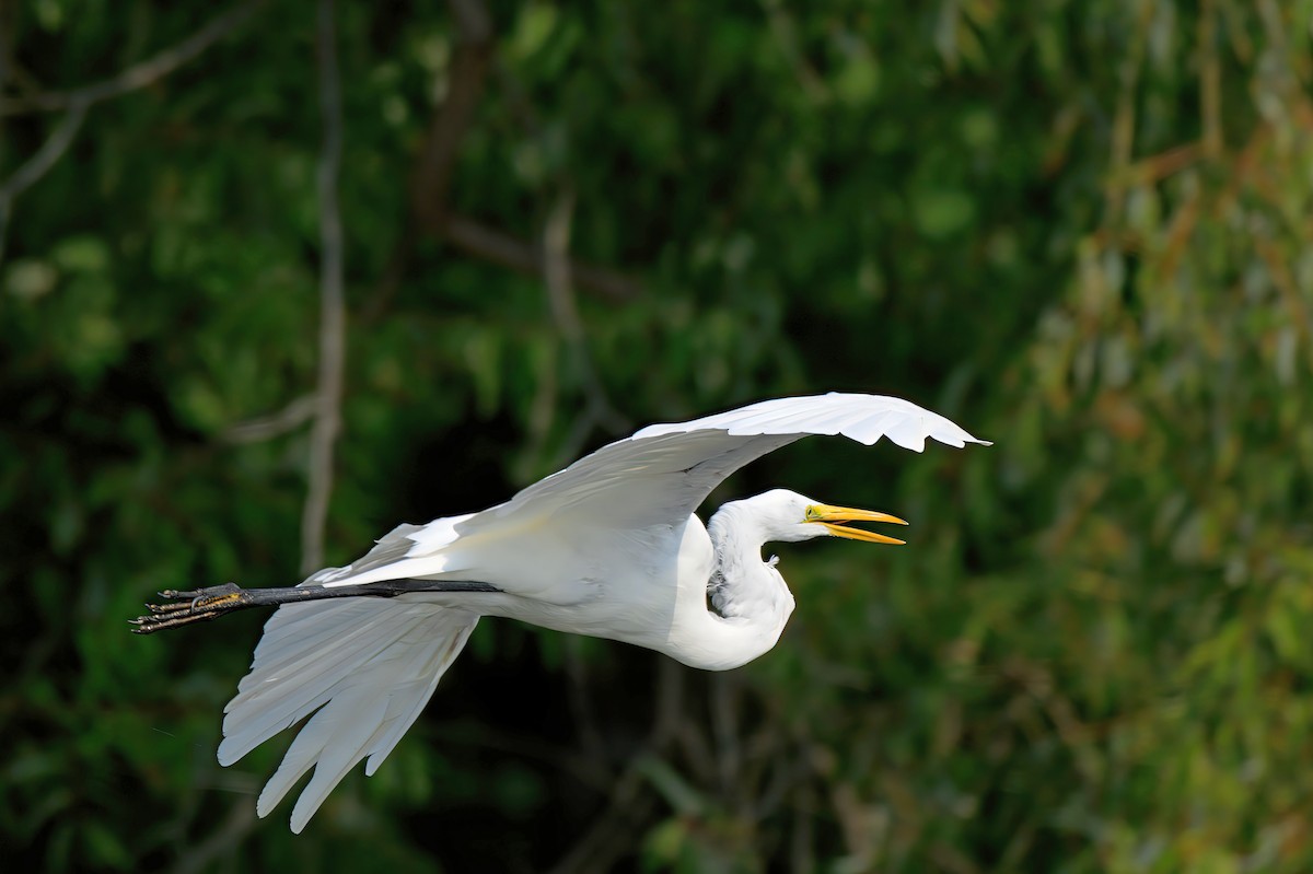 Great Egret - Sylvain Lapointe