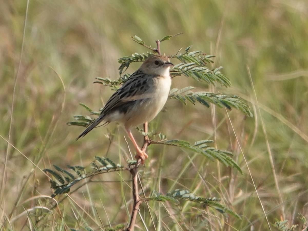 Stout Cisticola - ML623670394