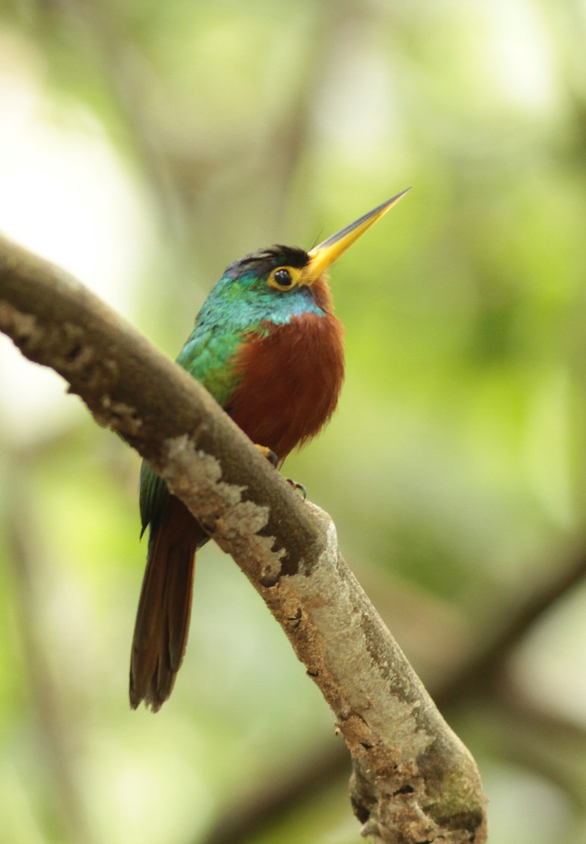 Blue-cheeked Jacamar - ML623670397