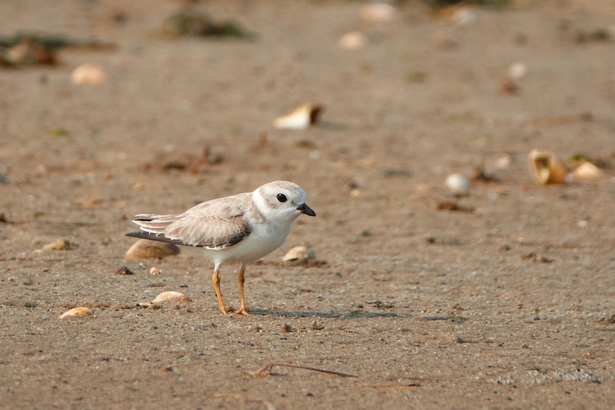 Piping Plover - ML623670400