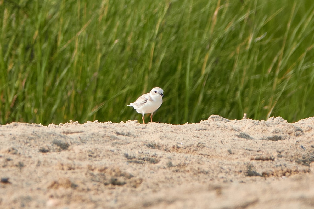 Piping Plover - ML623670401