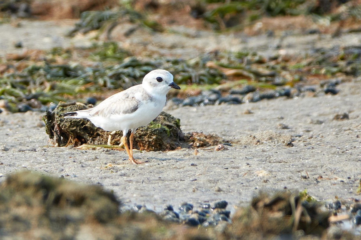 Piping Plover - ML623670402