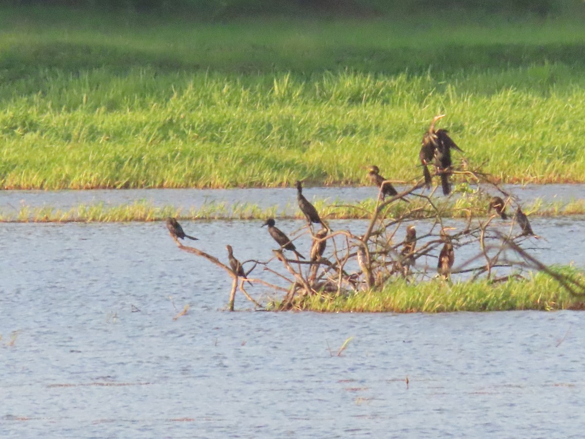 Indian Cormorant - ML623670436