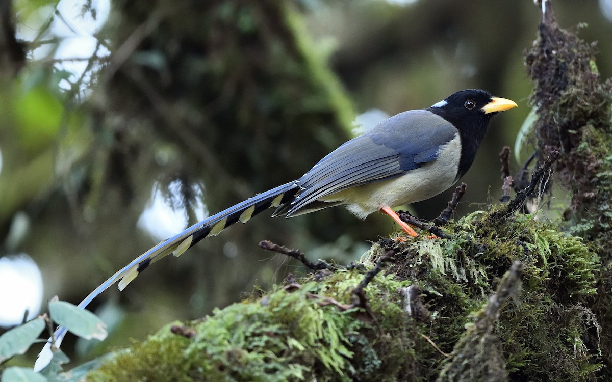 Yellow-billed Blue-Magpie - ML623670464