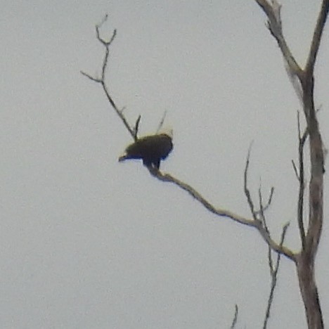 Bald Eagle - Robb Brumfield