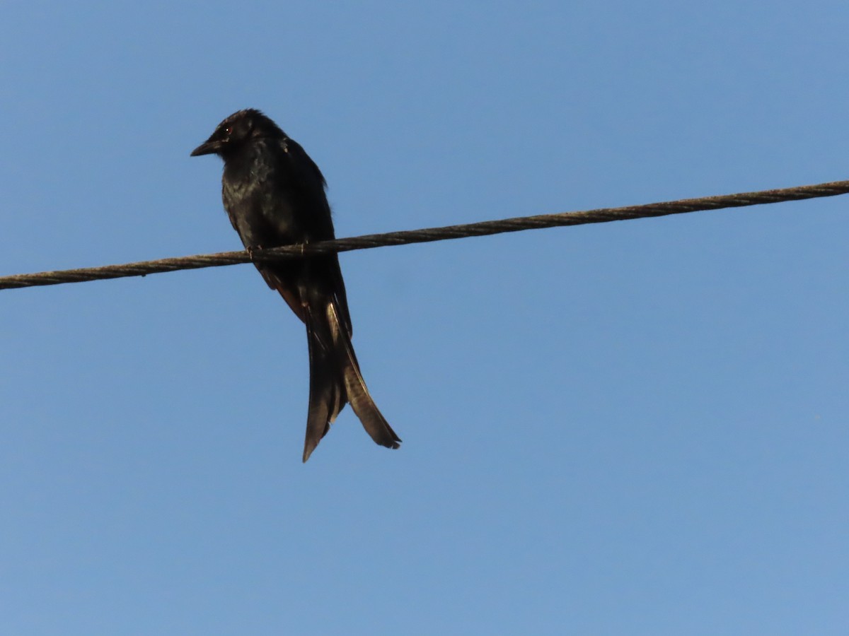 Black Drongo - ML623670472