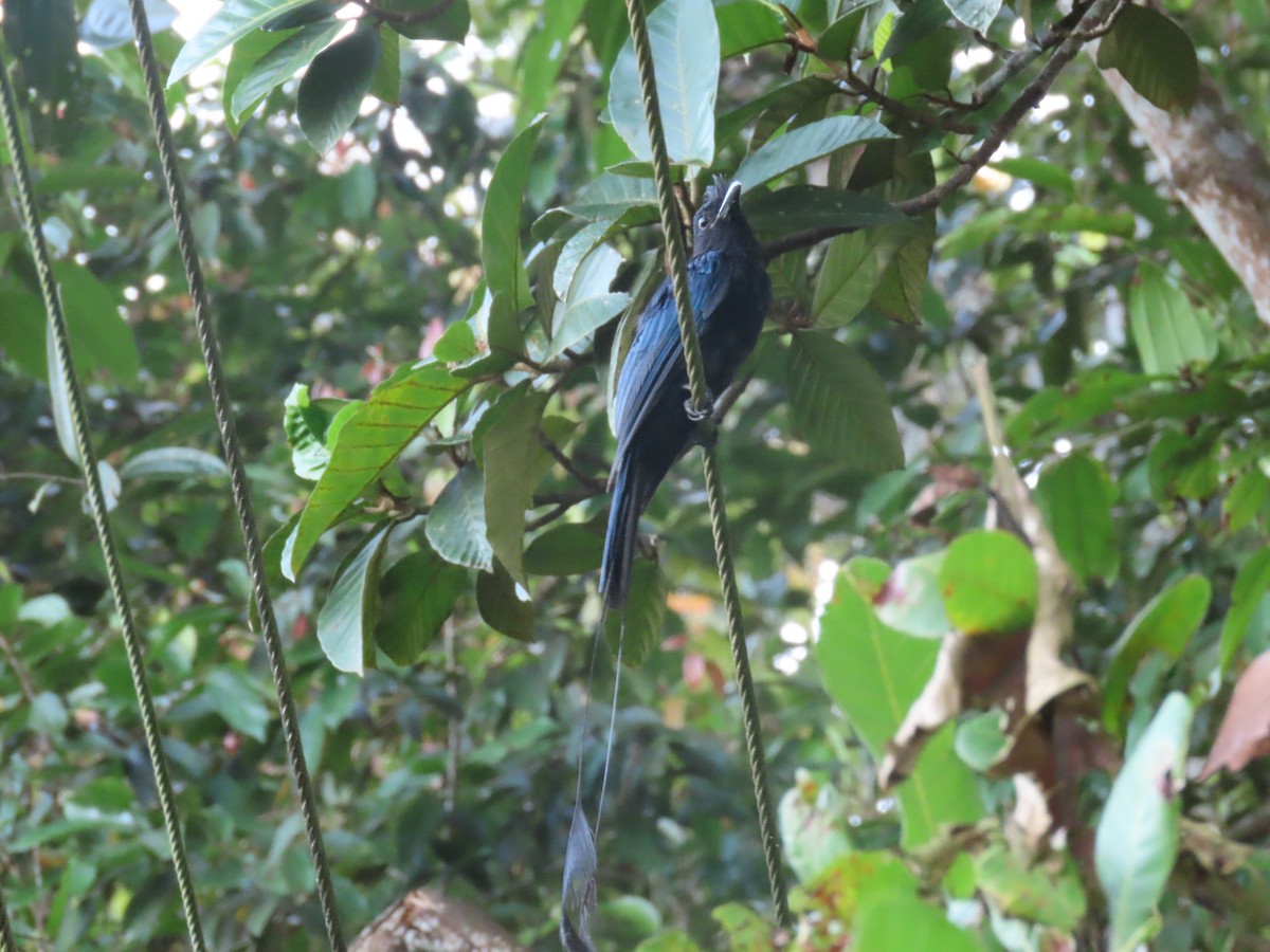 Greater Racket-tailed Drongo - ML623670483