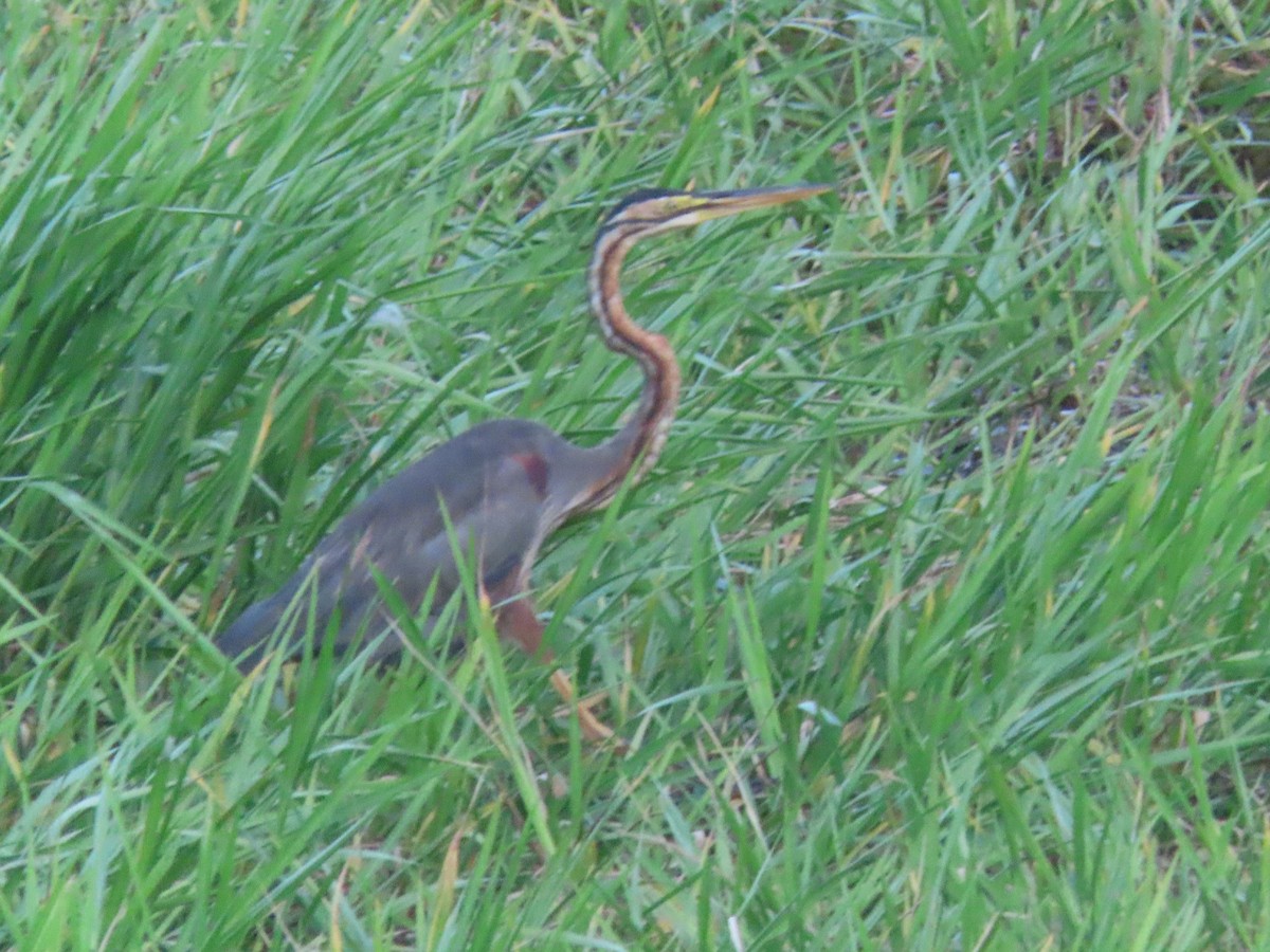 Purple Heron - ML623670487