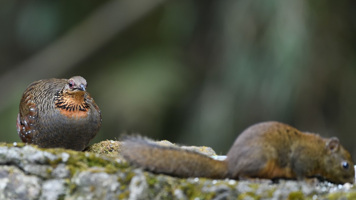 Hill Partridge - ML623670504