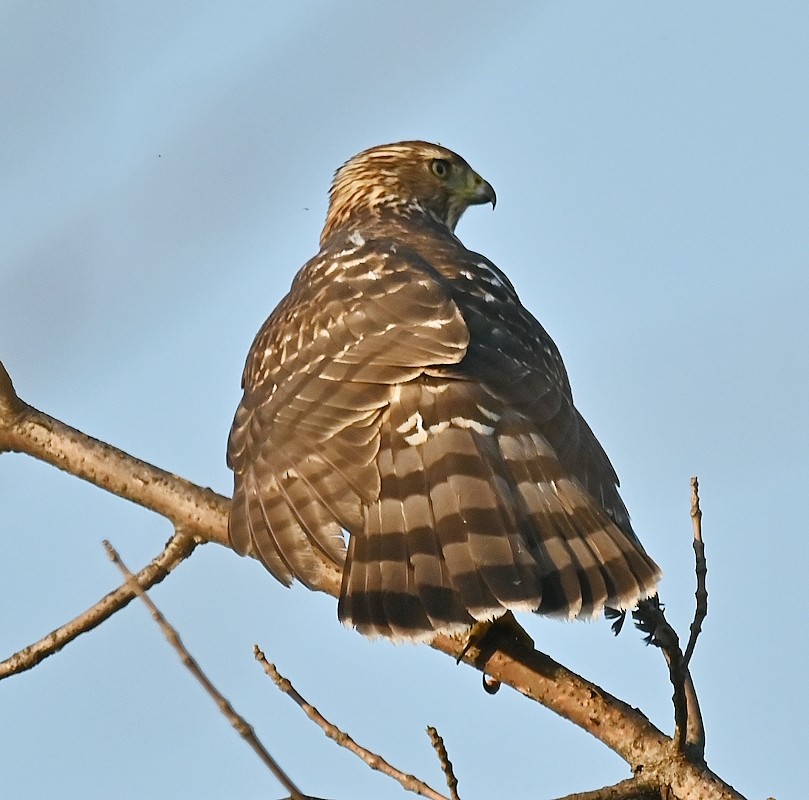 Cooper's Hawk - ML623670505