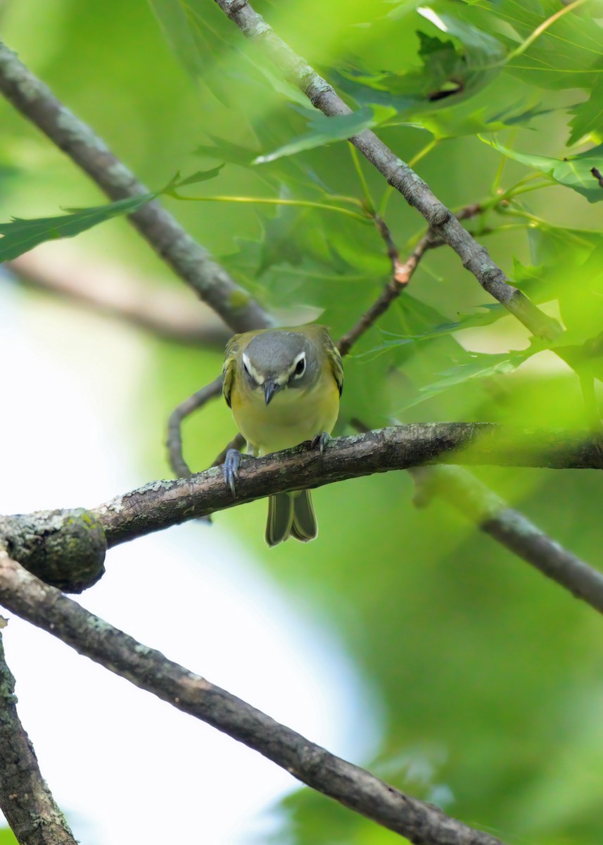 Blue-headed Vireo - ML623670508