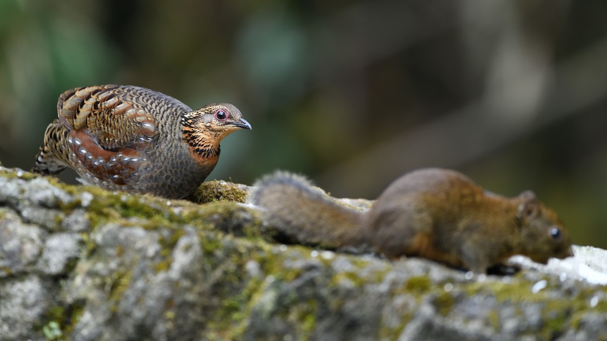 Hill Partridge - Bhaskar Mandal