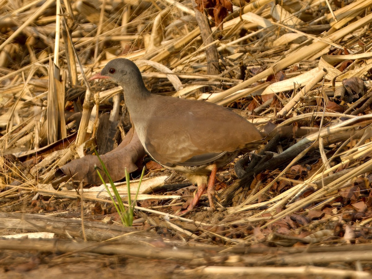 Small-billed Tinamou - Bobby Wilcox