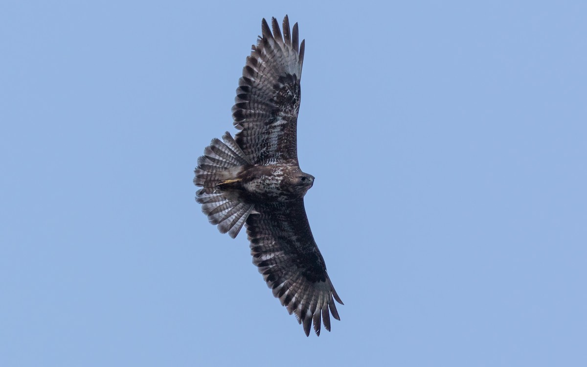 Common Buzzard (Canary Is.) - ML623670598