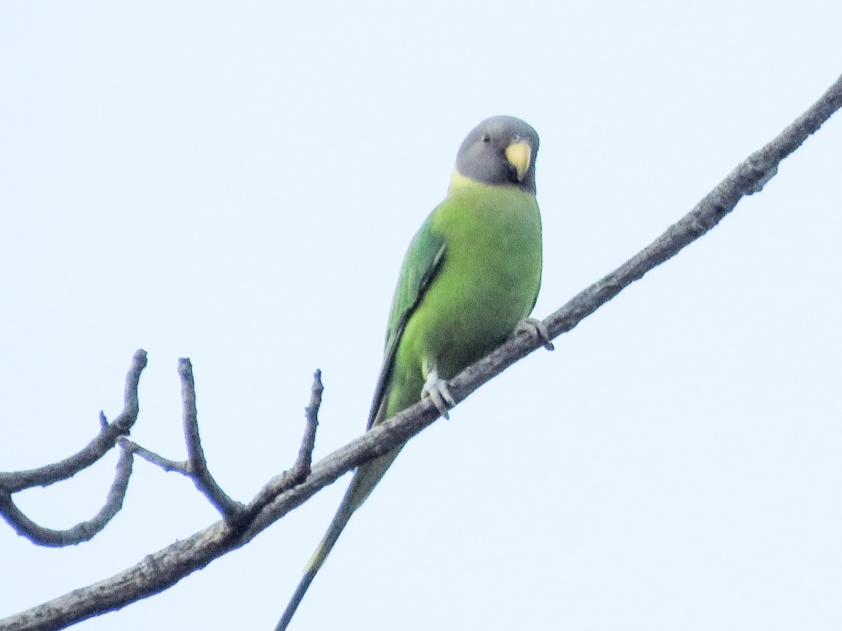 Plum-headed Parakeet - ML623670601