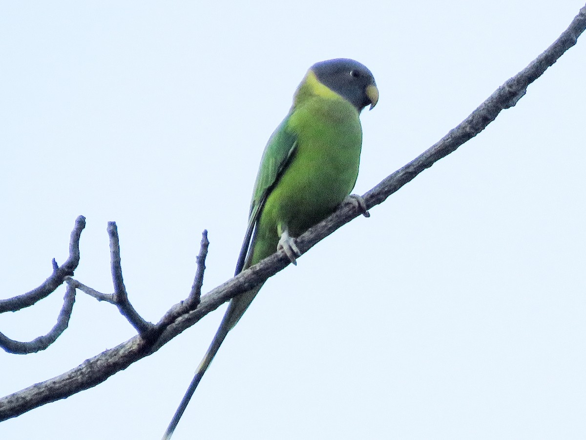 Plum-headed Parakeet - ML623670603