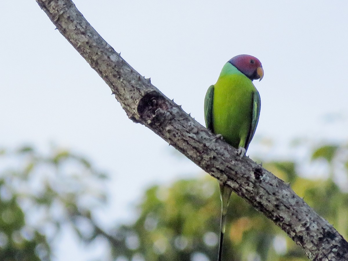 Plum-headed Parakeet - ML623670604