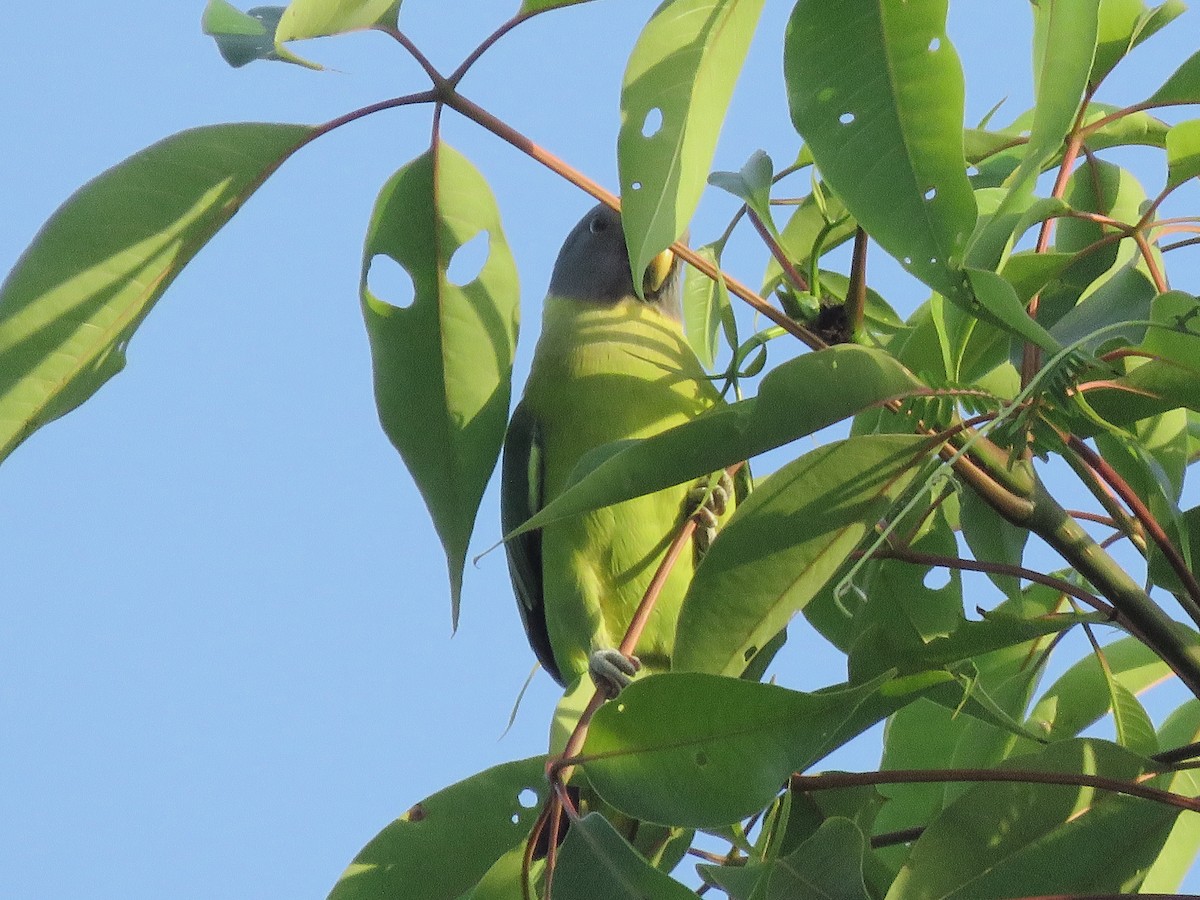 Plum-headed Parakeet - ML623670605