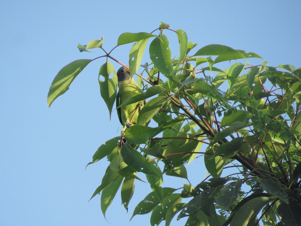 Plum-headed Parakeet - ML623670606