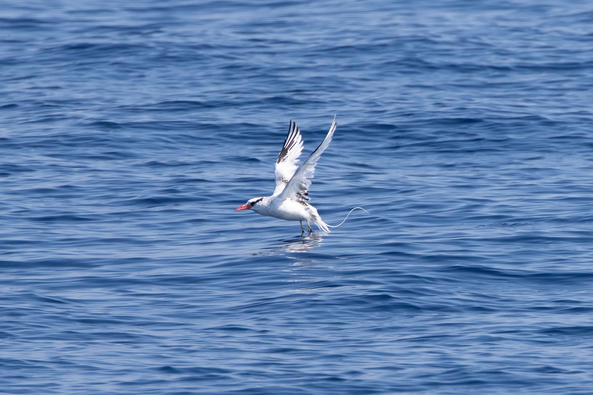 Red-billed Tropicbird - ML623670618