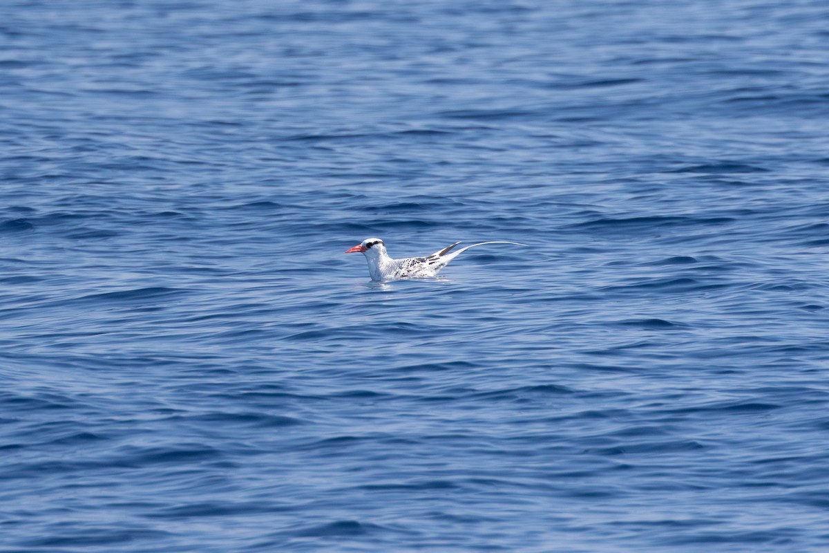 Red-billed Tropicbird - ML623670619