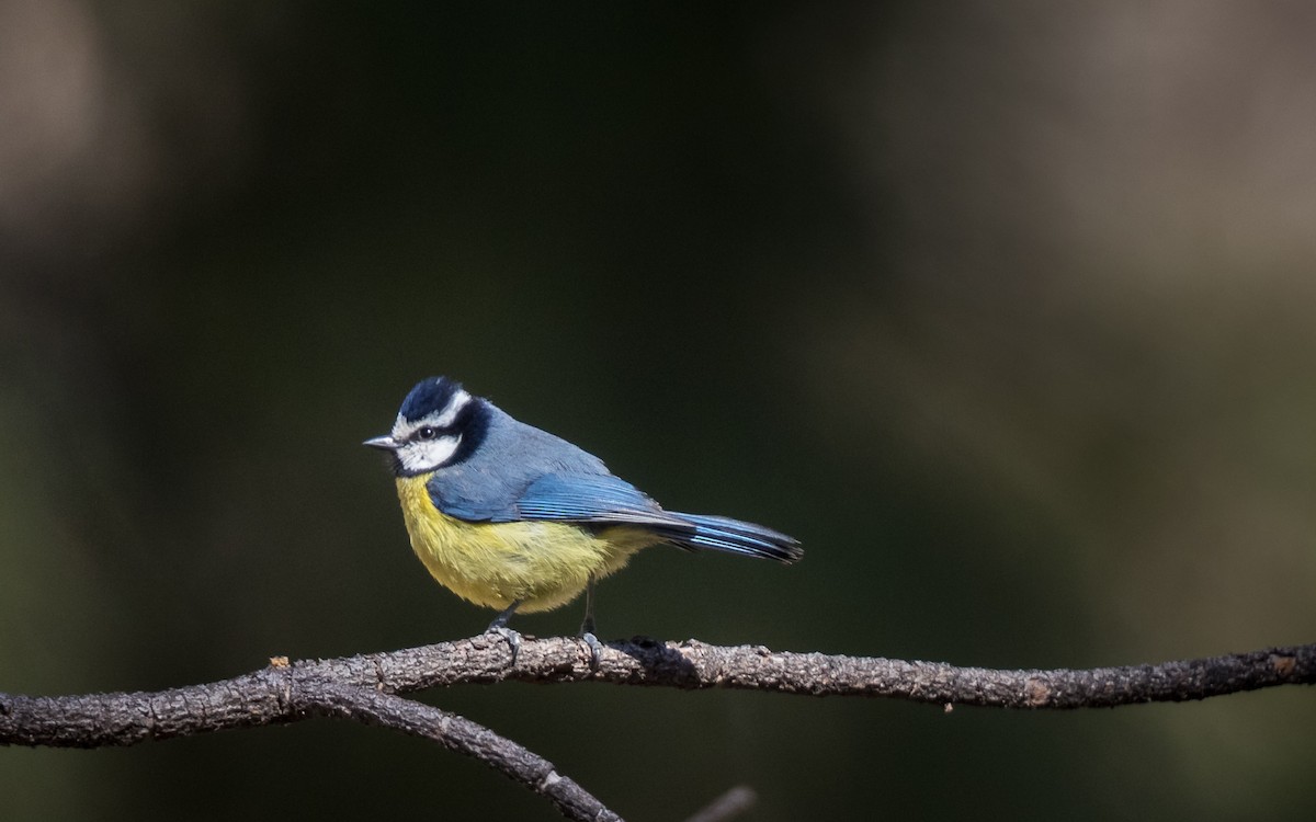 Mésange nord-africaine - ML623670712