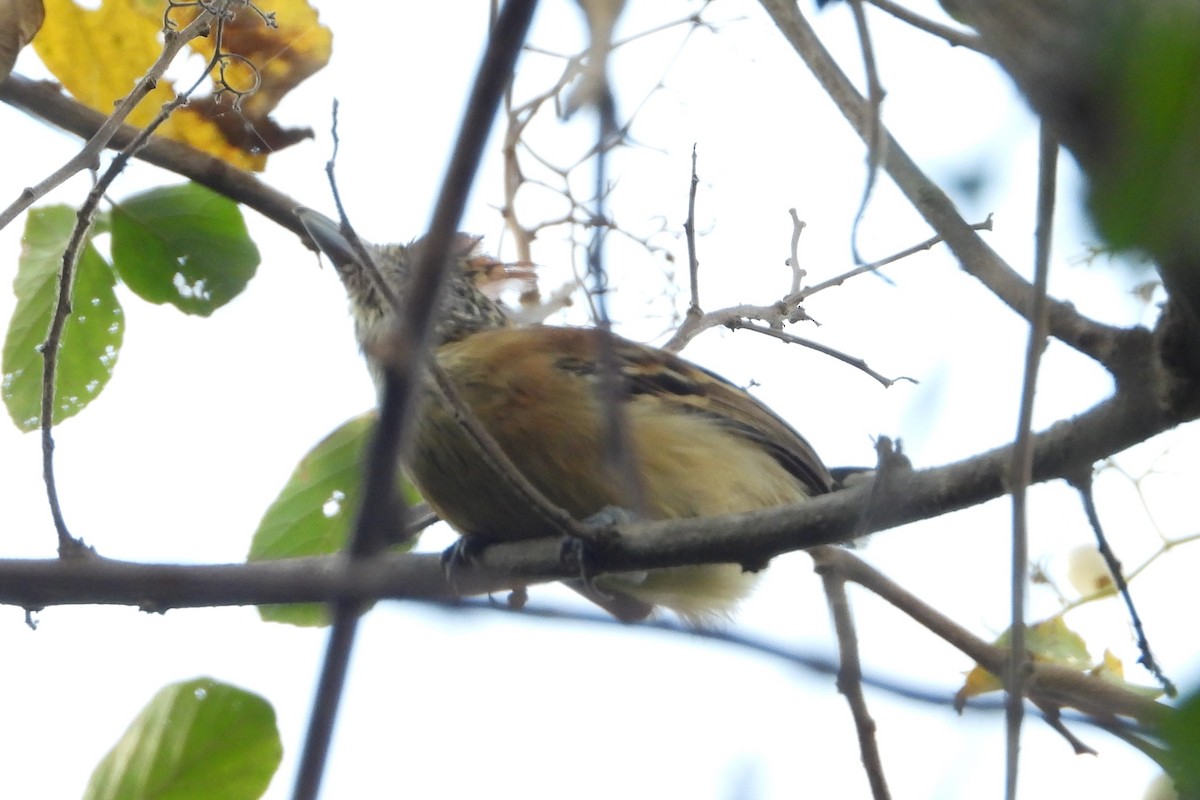 Black-crested Antshrike - ML623670747