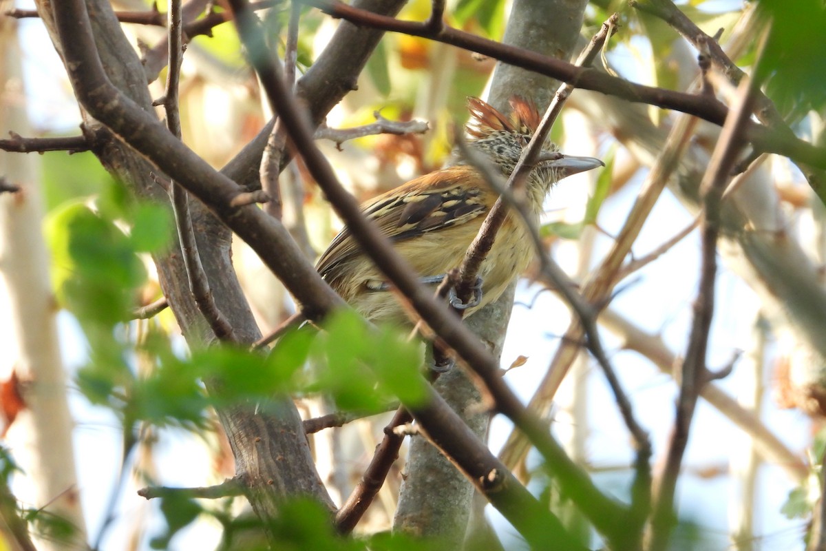 Black-crested Antshrike - ML623670748