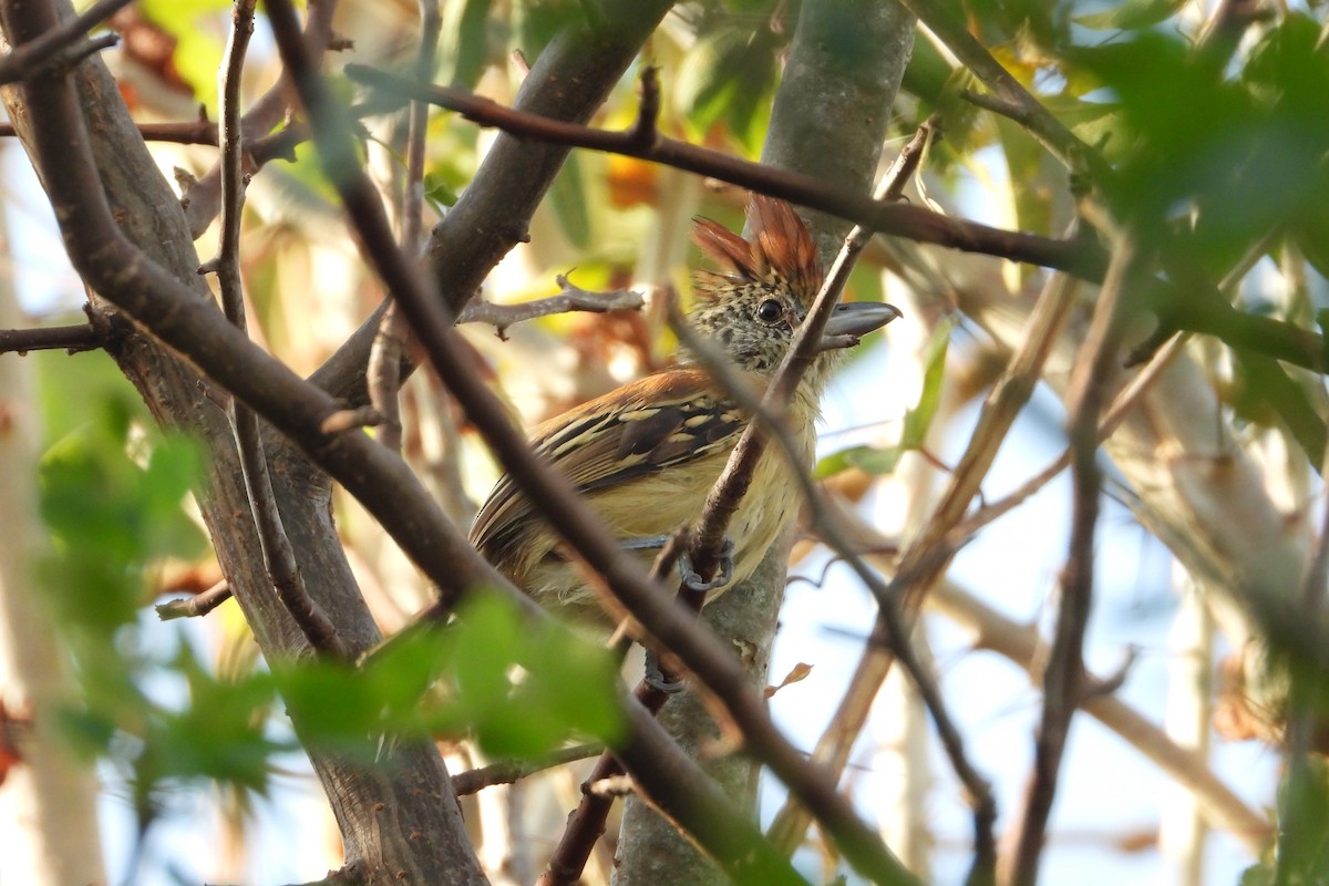 Black-crested Antshrike - Licinio Garrido Hoyos