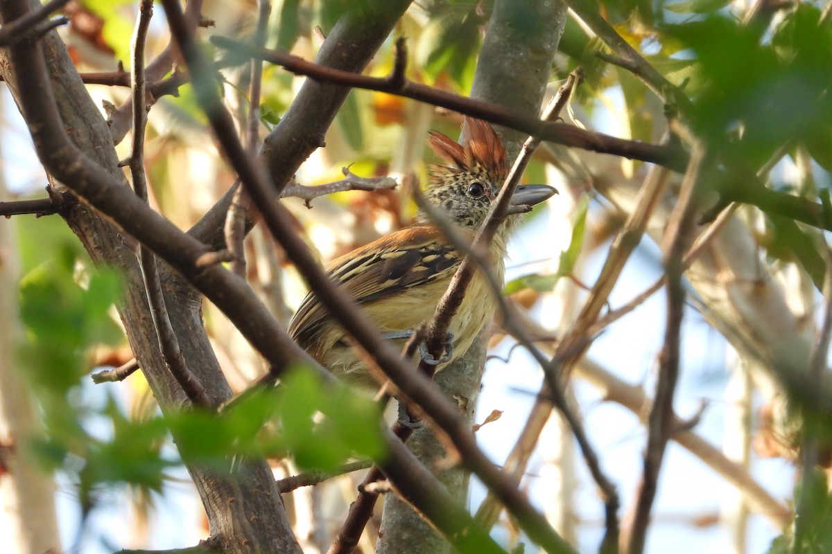 Black-crested Antshrike - ML623670750