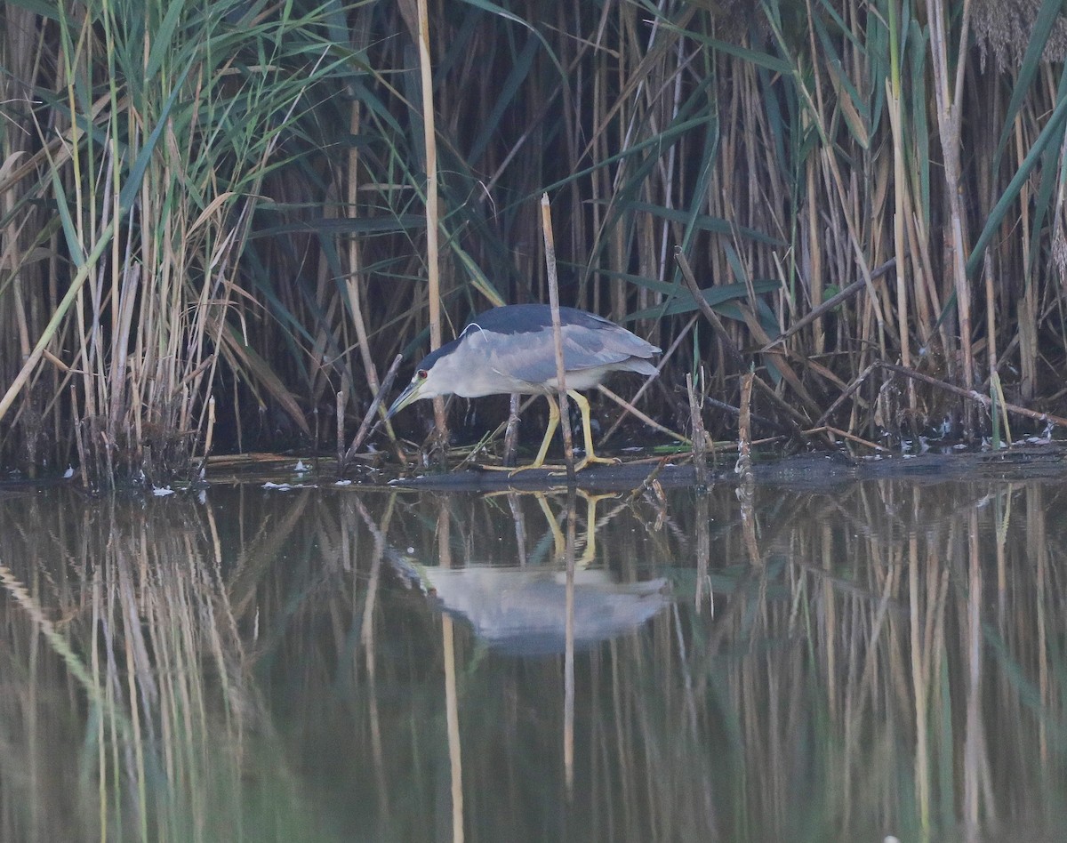 Black-crowned Night Heron - ML623670762