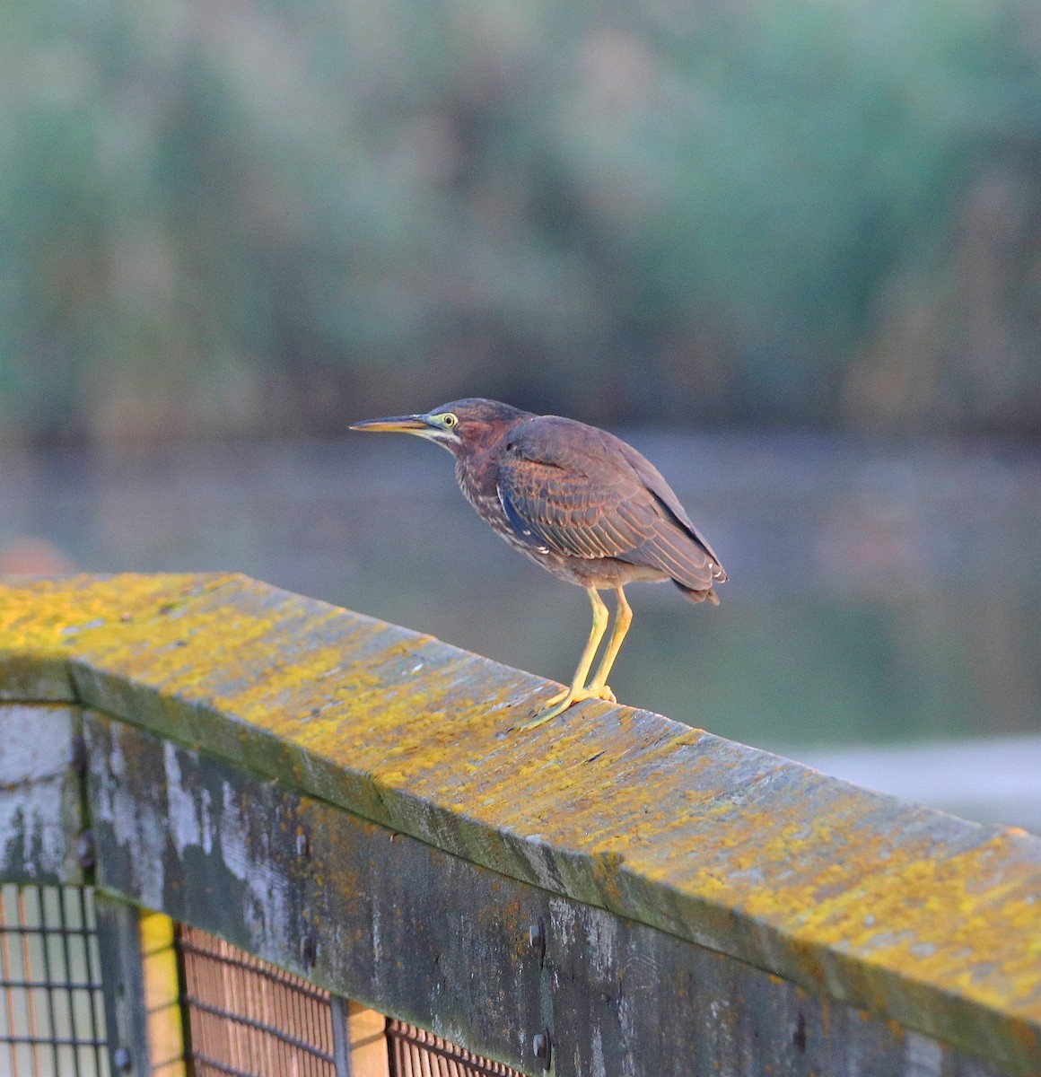 Green Heron - ML623670765