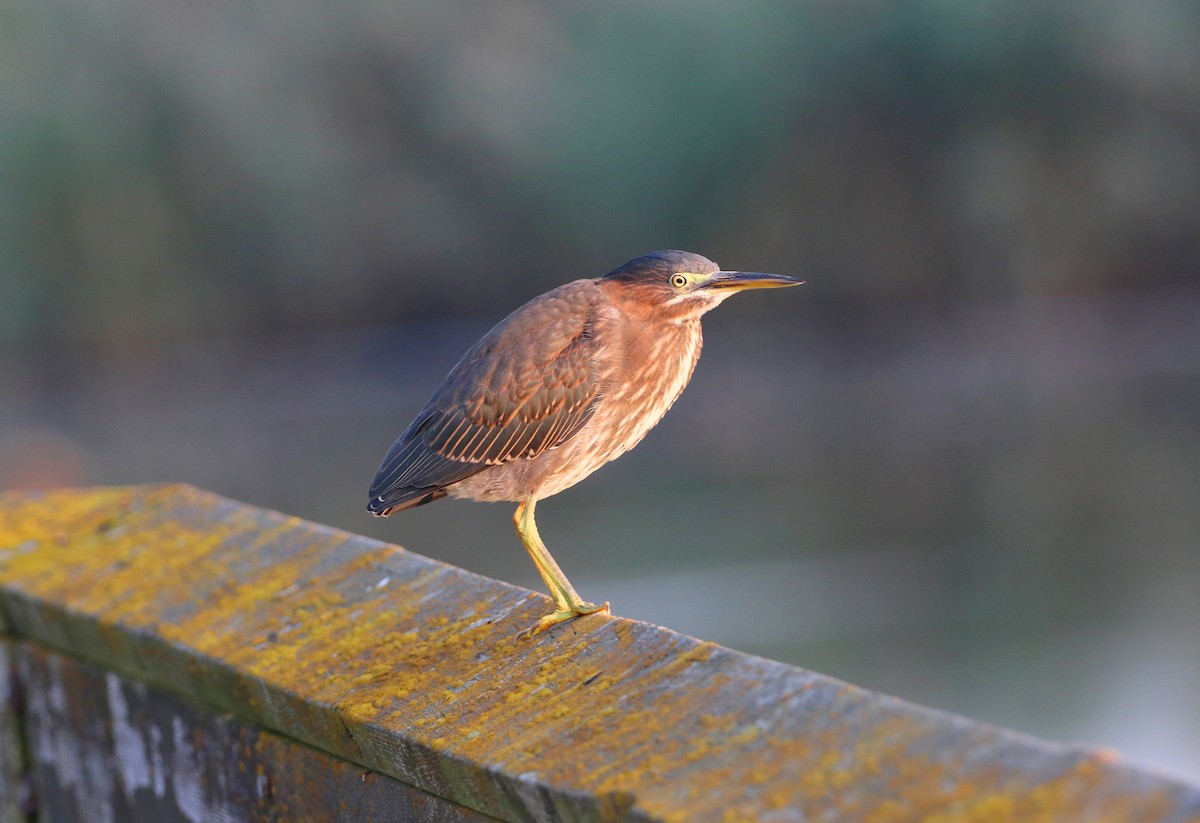 Green Heron - ML623670767