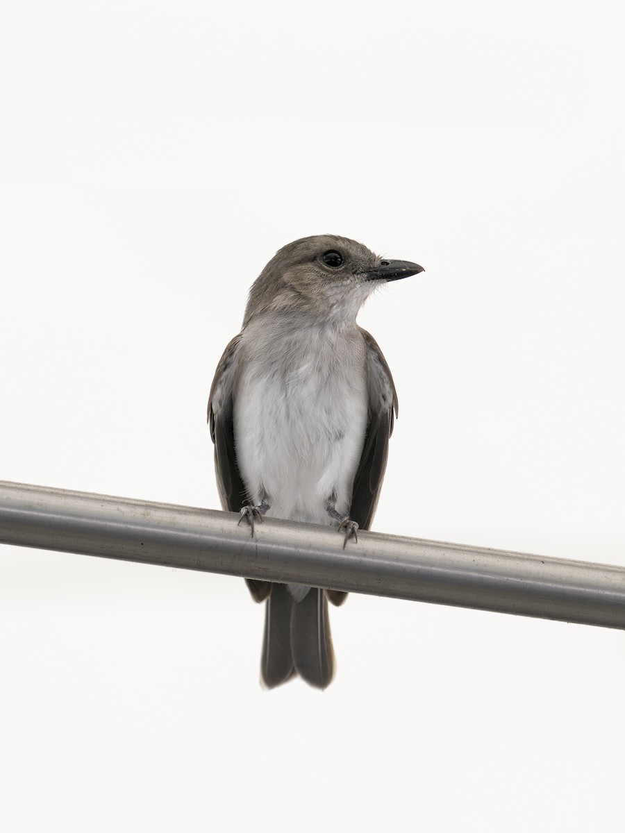 Mangrove Whistler - ML623670769