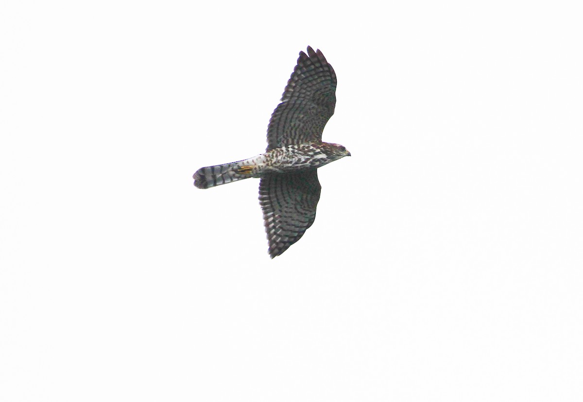 Levant Sparrowhawk - ML623670785