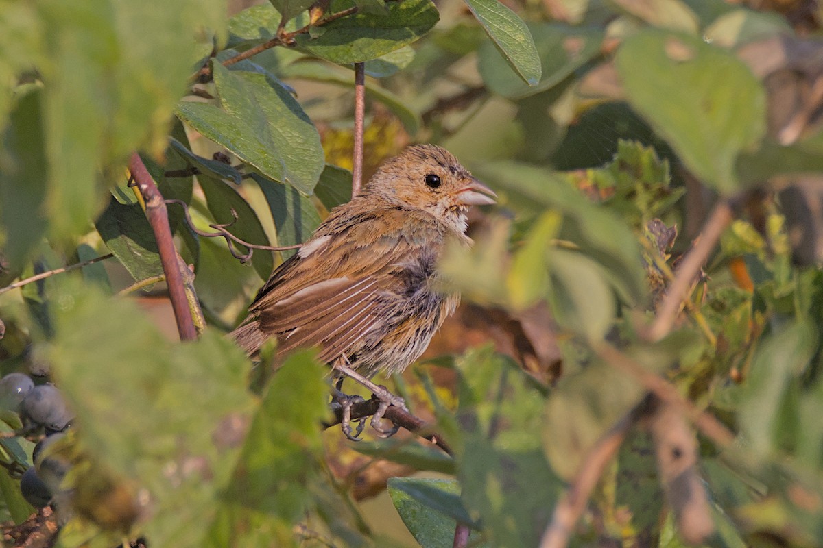 Indigo Bunting - ML623670805