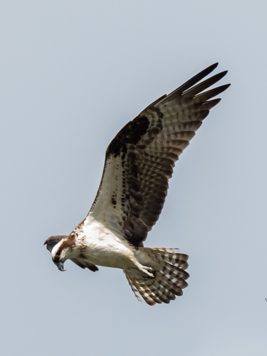 Osprey - ML623670808