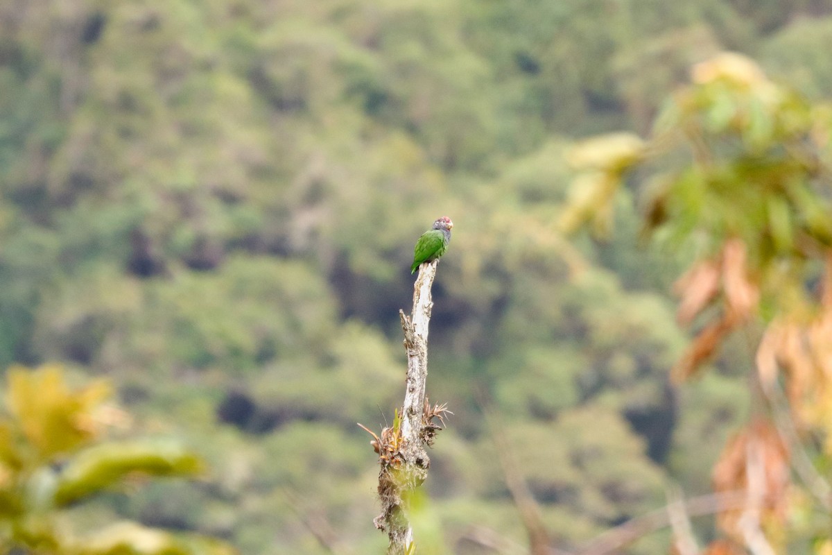 Speckle-faced Parrot - ML623670842