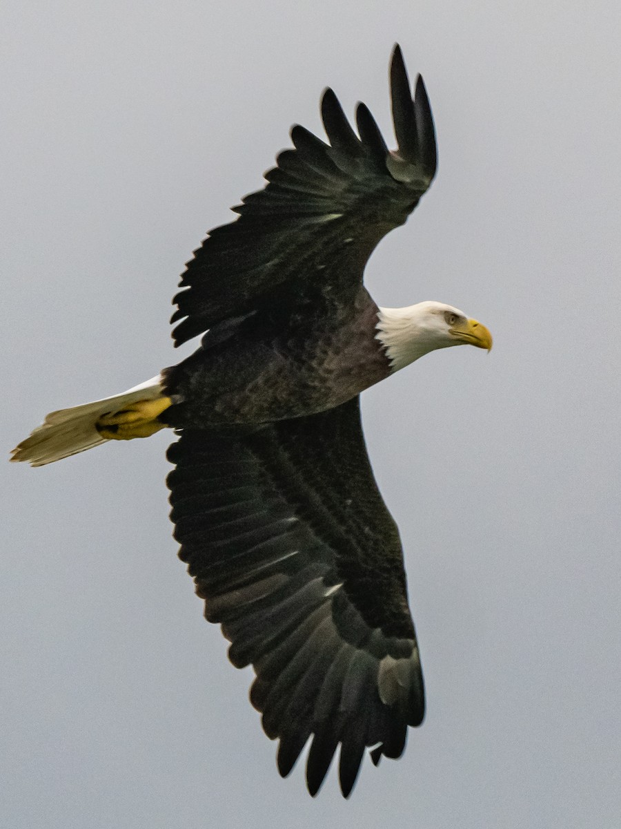 Bald Eagle - ML623670886