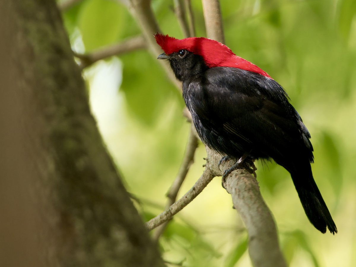 Helmeted Manakin - ML623670890