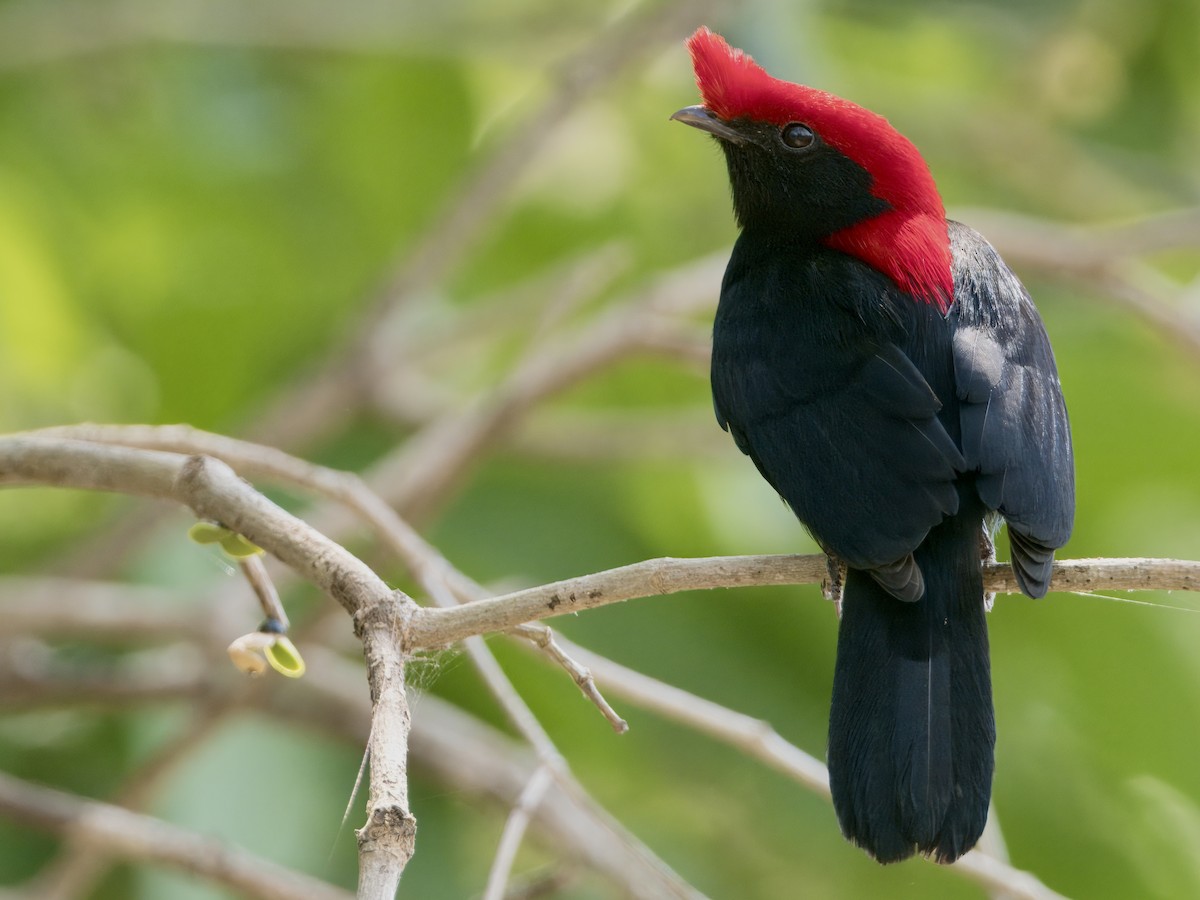 Helmeted Manakin - ML623670891