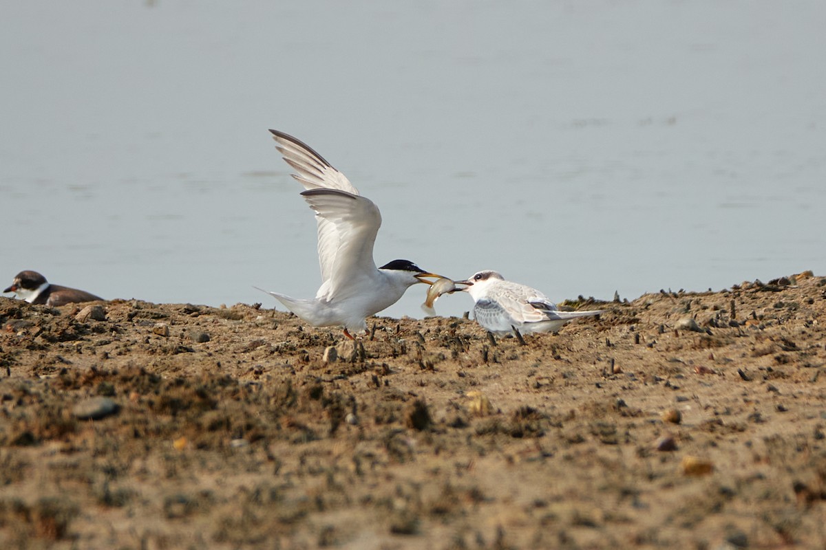 Least Tern - Elodie Roze