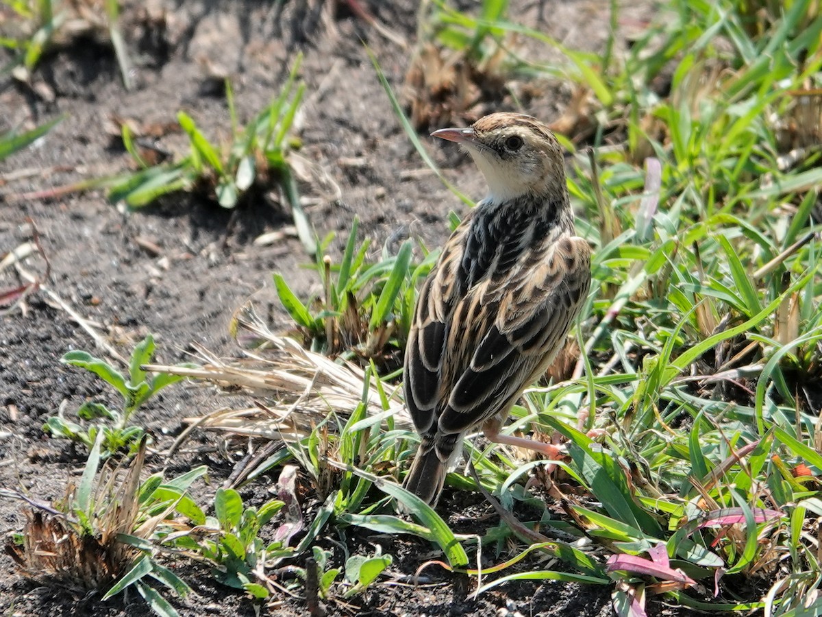 Pectoral-patch Cisticola - ML623670917