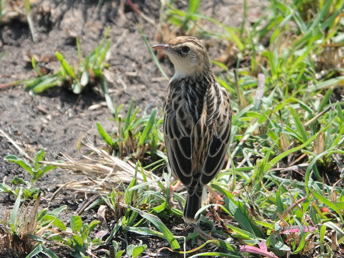 Pectoral-patch Cisticola - ML623670918