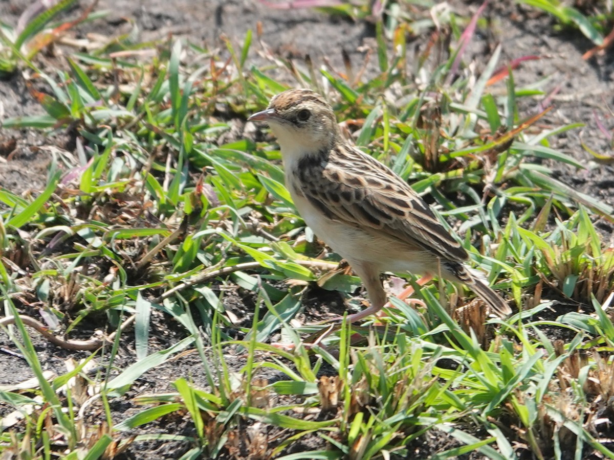 Pectoral-patch Cisticola - ML623670919