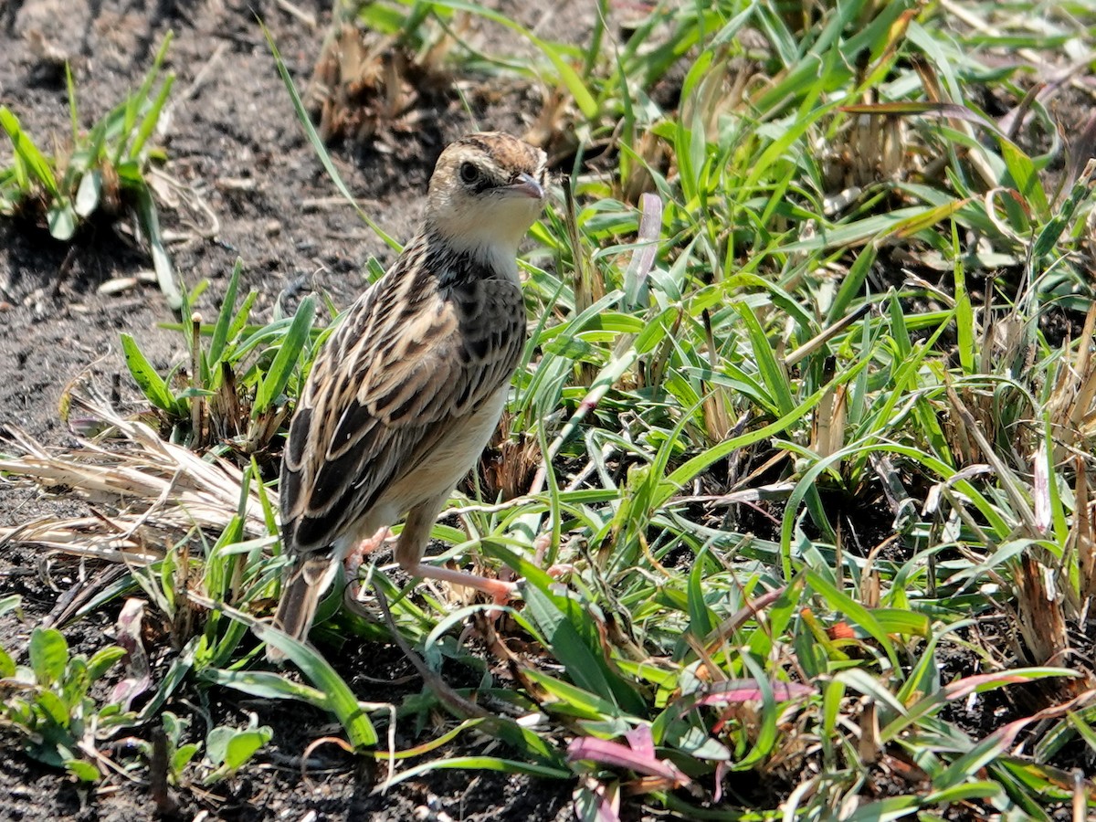 Pectoral-patch Cisticola - ML623670920