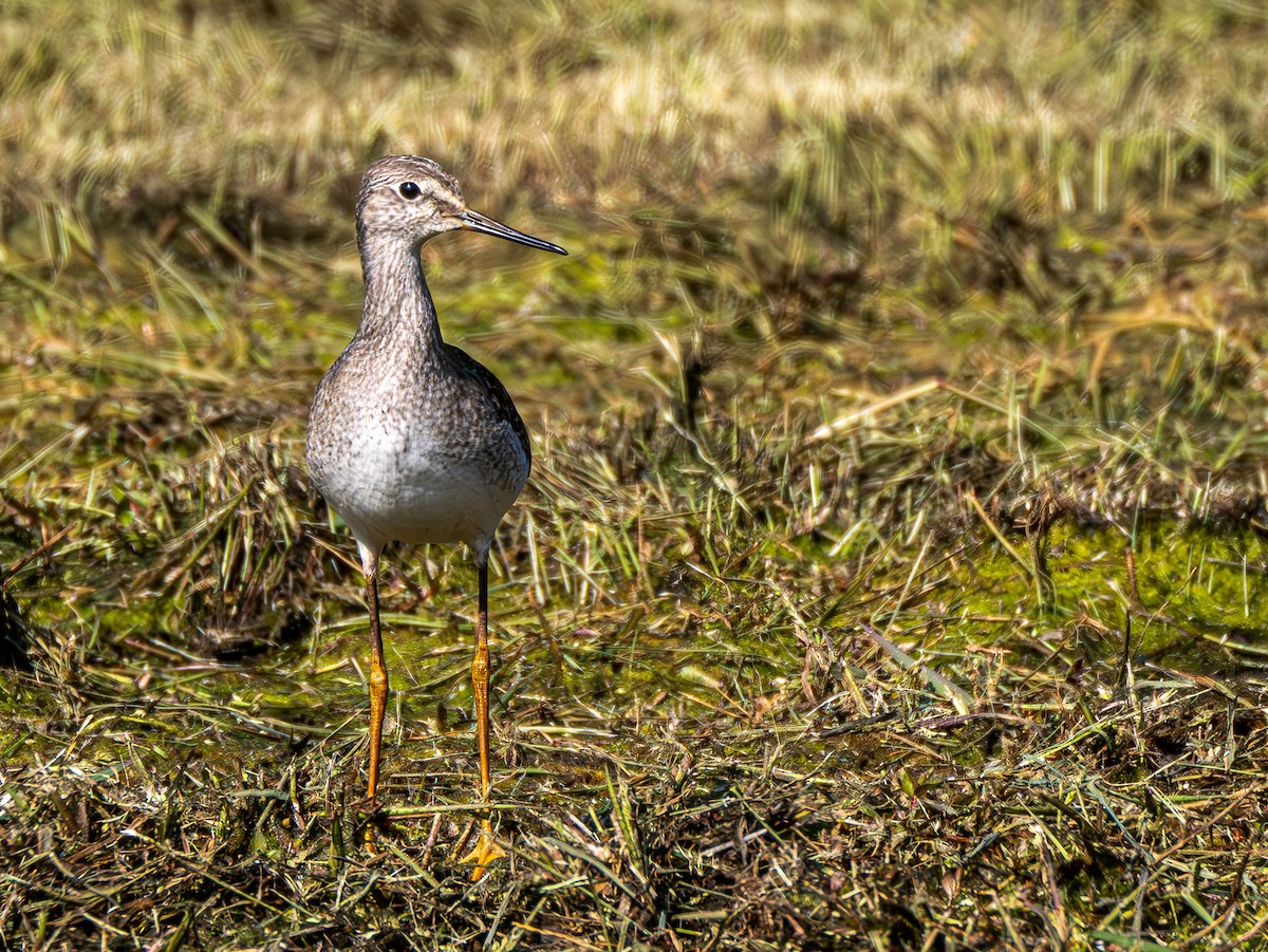 Lesser Yellowlegs - Gerald McGee