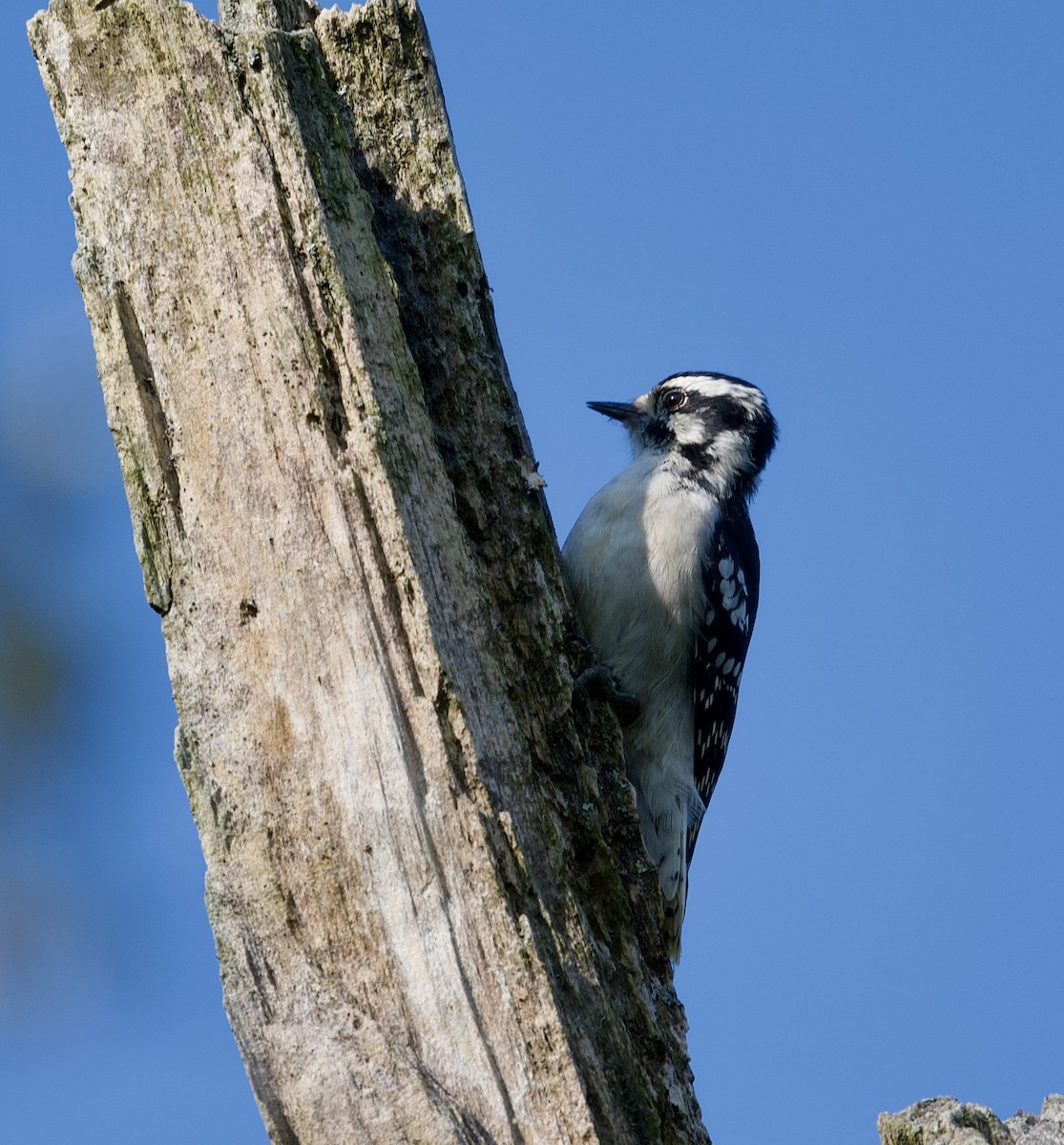 Downy Woodpecker - ML623671003