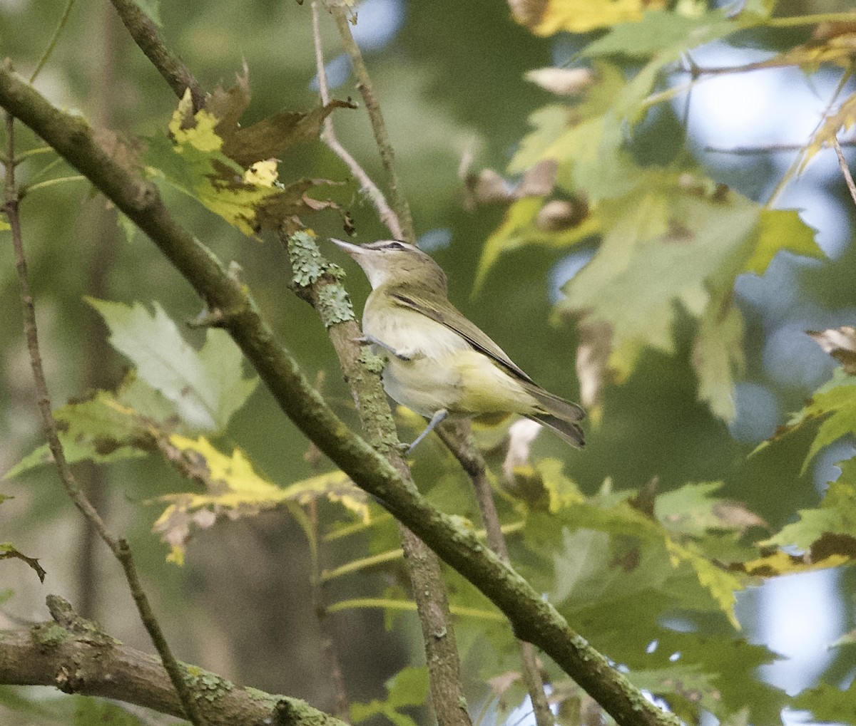 Vireo Ojirrojo - ML623671013